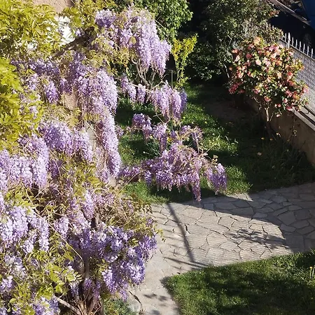 Glicine Αόστα